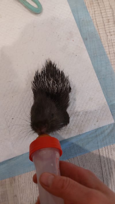A close-up, high-angle shot shows a person's hand holding a baby bottle with an orange nipple and cap, feeding a very young porcupine. The porcupine is dark brown with white quills and long whiskers. It is lying on a white, absorbent pad, which is on top of a light blue and white patterned surface. The background shows a wooden floor with a light wood grain. The lighting is bright and even, suggesting it's indoors during the day. The scene appears to be a caring environment, likely a rescue or rehabilitation setting, given the specialized feeding apparatus and the apparent vulnerability of the young animal. The focus is on the feeding process, with the porcupine's head close to the bottle's nipple. There is no visible text in the image. The location is identified as Зелёный, Russia.