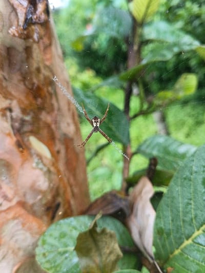 The image, captured in Keo Kouang, Laos, shows a spider positioned centrally within an orb web. The spider features a dark brown body with distinct white and yellow markings forming an 'X' pattern on its dorsal abdomen and cephalothorax. Its eight legs are extended in an 'X'-like posture, displaying dark brown coloration with lighter, possibly orange or yellow, distal segments. The web incorporates a prominent, white, zigzagging silk structure, known as a stabilimentum, vertically extending both above and below the spider. To the left of the web, a section of a smooth, light brown tree trunk or branch is visible, appearing wet. The lower right and foreground show green leaves, some with water droplets, alongside some dried, light brown foliage. The background is composed of blurred green vegetation, indicative of an outdoor, natural environment. No human subjects or direct interactions are visible.