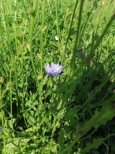 The image shows a close-up of green vegetation, likely in a natural outdoor setting. A single, small, light purple flower is visible slightly out of focus in the center of the frame. The surrounding plants are tall and green with numerous stems and leaves. The lighting suggests it is daytime, with sunlight casting shadows. There are no people or animals visible. The environment appears to be a field or meadow with dense plant growth. There is no information in the image to suggest a specific location in Novoseletsk, Russia.