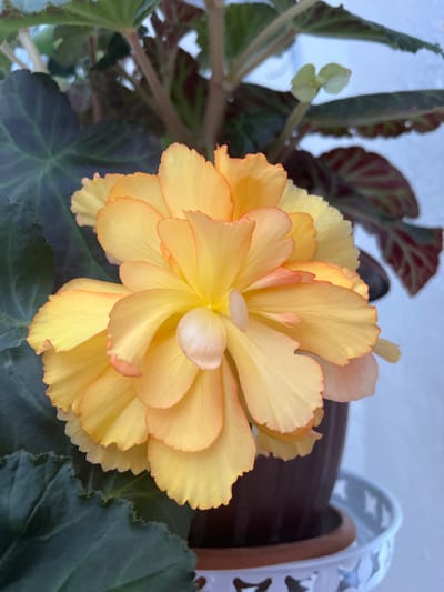 A close-up shot captures a bright yellow begonia flower with ruffled petals and delicate orange-pink edges. The flower is in full bloom, its layers of petals forming a voluminous shape. Surrounding the flower are dark green begonia leaves, one of which is prominently visible on the left side of the frame, showcasing its textured, serrated edge. In the background, other begonia foliage with reddish veins can be seen, along with hints of stems and a dark brown pot. The scene is illuminated by soft, natural light, creating subtle highlights and shadows on the petals. The overall impression is one of lush, vibrant plant life, likely indoors given the focus on a potted plant. The location within the city of Оттук, Kyrgyzstan, is not discernible from the visual information provided in the image.
