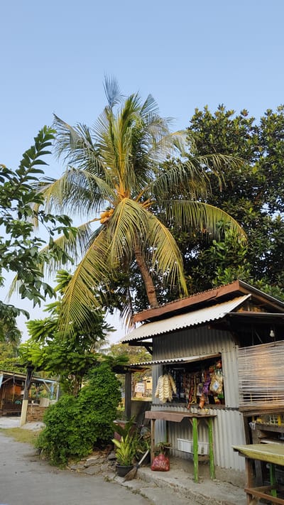 This is a photograph of a small roadside store in Kebalen, Indonesia. The store is constructed from corrugated metal and features a simple roof. Various goods, including snacks and household items, are displayed for sale. A prominent coconut palm tree with several coconuts grows behind and to the left of the store, with its fronds extending over the roof. Dense green foliage surrounds the area, with a large bush in front of the store and other trees in the background. A bamboo-like screen covers part of the storefront. The scene is set against a clear blue sky, suggesting it is daytime. There are no people visible in the image.