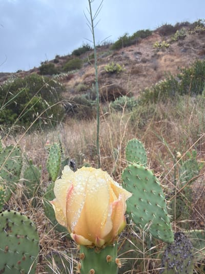 This media file shows a close-up of a prickly pear cactus in bloom, with its yellow and pink flower covered in water droplets. The cactus pads are green and spiny, typical of the species. The background consists of dry, golden grasses and a rugged, rocky hillside, suggesting an arid or semi-arid natural environment. The sky is overcast and appears pale gray. The lighting is soft and diffused, indicating either early morning, late evening, or a cloudy day.
The image is a still photograph, with no discernible activity taking place beyond the natural state of the plant. The focus is on the delicate beauty of the flower and the texture of the plant and its surroundings. The water droplets on the petals suggest recent rain or dew. The presence of dry grasses and the rocky hillside may indicate a location in a warmer, drier climate, consistent with Lake Forest, USA, known for its Mediterranean climate. There is no visible text in the image.