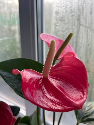 A close-up, vertically oriented, eye-level shot features a bright pink anthurium flower in the foreground, with a dark green leaf to its left. The anthurium has a prominent waxy spathe, which is heart-shaped and glossy, reflecting light and showing visible vein patterns. Emerging from the center of the spathe is a pale yellow spadix, a spike-like structure covered in tiny dots, and a smaller, greenish spadix is visible behind it. The background is softly blurred and features a window with condensation, suggesting it might be raining outside. The light source appears to be from behind the window, creating a gentle backlight. The scene is located indoors, possibly in a home or greenhouse setting in Starobaltachevo, Russia. There are no people or animals present. The overall impression is one of natural beauty and tranquility.