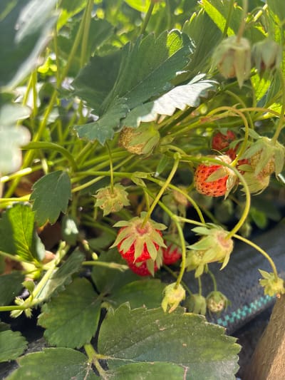 The image shows a close-up of a strawberry plant. Several unripe and partially ripe strawberries are visible among the green leaves and stems. The strawberries are red and have visible seeds. The leaves are a medium green color with textured surfaces. The plant is likely located in a garden or cultivated area. Given the prompt context of Mursalevo, Bulgaria, the plant is assumed to be in that locale. No people or specific actions are evident. The environment appears to be outdoors in daylight.