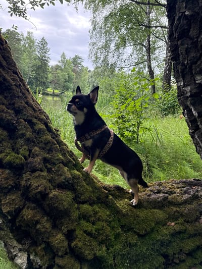 A black and tan chihuahua wearing a leopard-print harness stands on a moss-covered fallen log. The dog is facing left, looking towards a body of water in the distance. The background consists of lush green trees and tall grass under a cloudy sky. The scene is set in a natural outdoor environment, likely a park or forest, within the area of Летний Отдых, Russia.