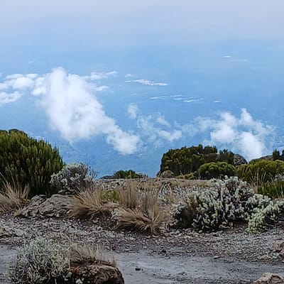 The image displays a high-altitude natural landscape observed from Gilman's Point, Tanzania. The immediate foreground features rugged, dark grey rocky terrain interspersed with sparse clumps of light-brown dried grasses and low-lying, silvery-green scrub vegetation. A narrow, dark dirt path is visible, curving across the foreground. The midground consists of more pronounced dark green, bushy plants and stunted trees growing on elevated rocky formations, framing the distant view. The background presents an expansive, hazy panorama of lower elevation land, characterized by a dominant blue-green hue indicating vast stretches of forest or plains. Multiple detached white cumulus clouds are scattered across this distant landscape, positioned below the observer's elevation. Lighter, reflective patches are discernible within the blue-green background. The sky, occupying the upper portion, is a pale, hazy blue. No individuals, man-made structures, or animate subjects are present in the scene.