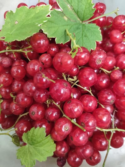 A close-up, top-down view captures a pile of ripe red currants. The berries are small, round, and vibrantly red, with some appearing slightly translucent and glossy. They are clustered together on thin, green stems, creating a natural, organic texture. Scattered amongst the currants are two green leaves, broad and veined, with slightly serrated edges. The leaves are a vibrant green with some lighter green or white margins, and one leaf has a small brown spot on its surface. The lighting is bright and even, highlighting the texture and color of the fruit and leaves. The background is a plain, light-colored surface, possibly a bowl or countertop. The scene is set in Znamenskiy, Russia.