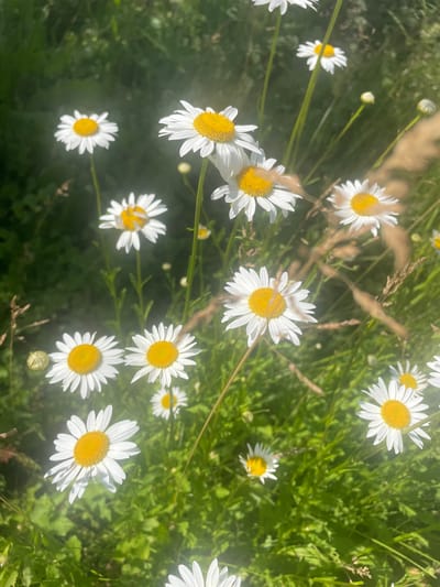 This is a close-up, overhead shot of a field of daisies. The daisies are predominantly white with bright yellow centers. They are scattered throughout the frame, with some in sharp focus and others slightly blurred by the shallow depth of field. Green foliage forms the background, with hints of dried grass stalks also present. The lighting suggests a sunny day, possibly late morning or early afternoon, casting a bright glow on the flowers. The overall impression is one of natural beauty and tranquility. No people are visible in the image. No text is present. The location is identified as Valki, Russia.