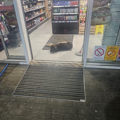 The image shows the entrance to a store, likely a small convenience store, in an area where smoking is prohibited. A dog is lying inside the store entrance. The store has aisles stocked with various goods visible through the glass doors, including beverages and snacks. A "Caution: Wet Floor" sign is inside the store, and cleaning equipment is nearby. There are signs related to smoking regulations on the door. A metal grate is visible in front of the entrance on the pavement. The location is identified as Sopot Urban Municipality, Serbia based on the text visible on the signs.
