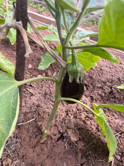 An image captures a close-up, eye-level view of a young eggplant plant (Solanum melongena) growing in a cultivated garden bed in Shud'ya, Russia. The central focus is a small, nascent eggplant fruit, dark purple to black in color, still attached to its stem and surrounded by prominent green calyx leaves. The plant features large, vibrant green leaves, some of which exhibit slight yellowing or discoloration, and thick, fuzzy stems.
The eggplant plant is being supported by a sturdy, dark brown wooden stake or branch, to which it is secured with light-colored twine or rope, tied in a simple knot near the base of the plant's stem. The ground beneath and around the plant consists of loose, dark brown soil, characteristic of a garden environment, with some small clumps and dry organic debris scattered on the surface. In the background, particularly visible towards the upper left, there are hints of a transparent or light-colored structure, possibly indicating the plant is growing within a greenhouse or under a protective cover. The lighting is natural and even, suggesting it is daytime, possibly on an overcast day. There is no visible text in the image.