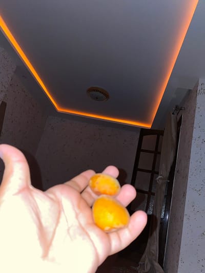 The image shows a hand holding two bright orange, oval-shaped fruits, possibly dates, in the foreground. In the background, a modern ceiling features recessed orange LED lighting around its perimeter. A circular ceiling light fixture is visible. The walls have a textured, speckled finish. To the right, a wooden structure resembling a ladder or shelving unit is partially covered by a beige cloth. The scene appears to be an indoor residential setting. The city of Baraki, Algeria, is not visually identifiable within the image.