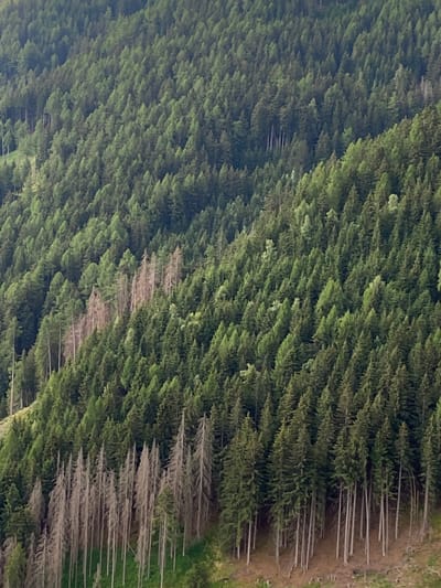 This media file depicts an aerial or elevated view of a dense forest primarily composed of coniferous trees, likely firs or spruces, covering a steep hillside. The trees are planted in uniform rows, suggesting a managed forest or plantation. Some sections of the forest appear healthy with vibrant green foliage, while other areas show signs of damage or decay, with trees exhibiting a pale, almost white or greyish color, indicating they may be dead or dying. These bleached trees are also arranged in distinct rows, creating a striking visual contrast with the surrounding living trees.
The scene is naturally lit, suggesting it was captured during daylight hours. There are no visible signs of human activity, objects, or text. The location context provided, Freienfeld - Campo di Trens, Italy, suggests a mountainous or hilly region, which aligns with the terrain shown. The weather appears to be clear, allowing for good visibility across the forested landscape. The overall impression is one of natural beauty interspersed with a noticeable patch of forest distress or regeneration. The orderly planting of the trees hints at human intervention in the landscape, while the varying health of the trees might indicate natural processes like disease, drought, or pest infestation.