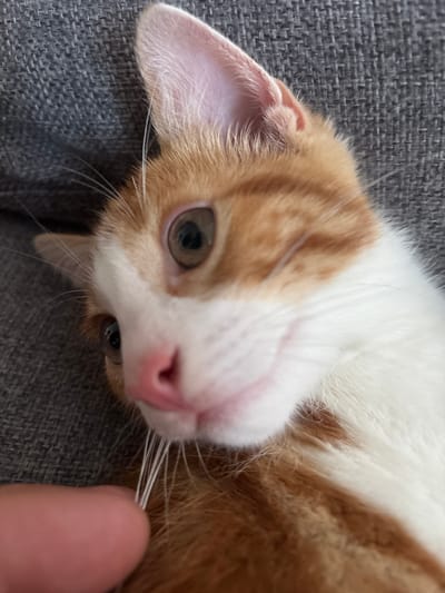 A close-up, eye-level shot features a ginger and white kitten lying on a grey textured surface, possibly a couch. The kitten's left eye is clearly visible, along with part of its nose and whiskers. A human finger is partially visible in the lower left corner, appearing to be near the kitten's face. The background is dominated by the grey texture. The scene appears to be indoors. There is no information available to determine the location within the city of Cork, Ireland.