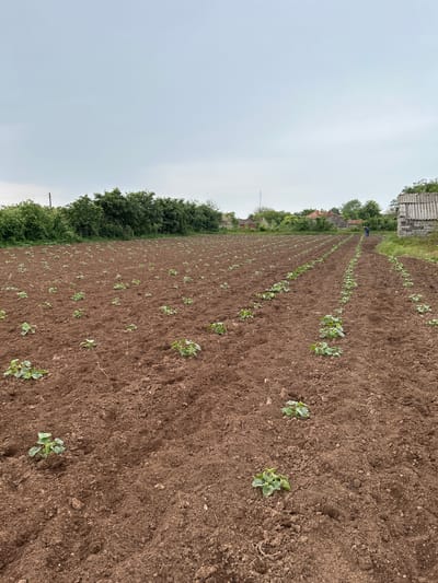 The image depicts a freshly tilled agricultural field in Balgarevo, Bulgaria. Rows of young plants, possibly crops, are planted in the brown soil. A building with a white roof is visible in the background, and trees line the edge of the field. The sky is overcast. A person wearing blue appears to be in the far back, tending the crops.