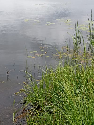 The image shows a peaceful scene of a body of water, likely a lake or river, with abundant plant life. The water is calm and reflects the overcast sky, suggesting a cloudy day. In the foreground, tall, lush green grass and reeds grow along the edge of the water, their reflections visible in the still surface. Scattered across the water are numerous lily pads, some bearing small, delicate yellow flowers. The overall impression is one of natural tranquility and a serene summer day in the Lithuanian countryside. There is no visible text in the image.