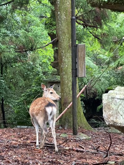 The image depicts a sub-adult Sika deer, *Cervus nippon*, standing on a forest floor in Nara, Japan. The deer is positioned with its back mostly towards the viewer, its head turned sharply 90 degrees to its right, looking horizontally. Its coat is light brown, featuring faint white spots on its flanks and a prominent black streak on its white rump patch. Two small, rounded protuberances are visible on its head where antlers might develop or be present in a nascent stage. The forest floor is densely covered with reddish-brown deciduous leaves, dried conifer needles, and scattered twigs and branches. A dark grey utility pole, equipped with a rectangular, light-brown wooden enclosure and metal bands, stands vertically on the left side of the frame, partially obscured by a large tree trunk. Another large tree trunk, covered in green moss, frames the right side of the image. In the mid-ground, behind the deer's head, the cap and upper sections of a grey stone lantern are visible. A reddish-brown pipe with black bands extends diagonally downwards from behind the utility pole, secured by a thin grey cable that runs towards the right. The background consists of dense, verdant foliage from various trees, illuminated by diffused natural light, suggesting overcast conditions. No people are visible.