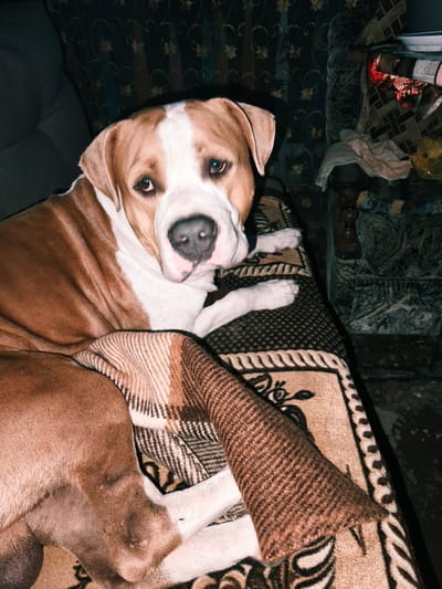 An American Staffordshire Terrier lies on a patterned blanket draped over a couch. The dog has brown and white fur and is looking at the camera. The background is dimly lit and appears to be an indoor domestic setting, possibly a living room, with furniture and patterned curtains visible. The scene is located in Nevinnomyssk, Russia.