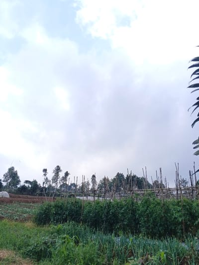 A rural landscape presents a cultivated field beneath an overcast sky. Rows of crops, including tomatoes supported by wooden stakes, fill the foreground, transitioning into patches of diverse vegetation. A simple bamboo fence spans the field. In the distance, a line of trees and foliage blurs into the horizon, while a few clouds drift above.
