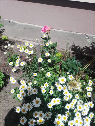 In Myrhorod, Ukraine, a close-up shot captures a flowerbed adjacent to a building. The flowerbed is filled with numerous white daisies with yellow centers, some of which are in various stages of bloom. Among the daisies, a cluster of pink roses, including buds and a partially opened bloom, stands out. A wooden stake is partially visible in the center of the frame. The ground appears to be soil, and a concrete path runs along the edge of the flowerbed. The building wall, with a textured pinkish-brown finish, forms the backdrop of the scene. The image is lit by sunlight, casting shadows on the ground.