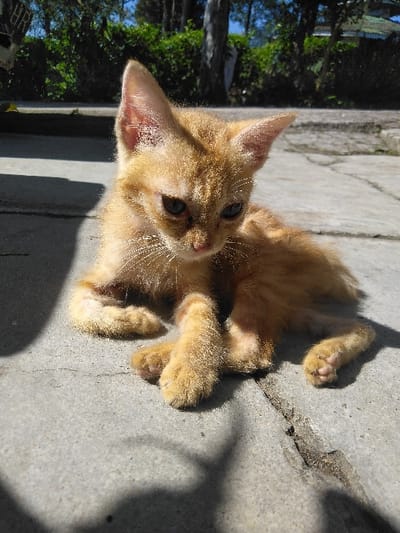 A solitary, thin-built, orange-furred kitten is depicted lying on a light grey, cracked concrete surface in an outdoor environment within Yellowknife, Canada. The kitten's front paws are crossed beneath its chest, and its head is slightly lowered and turned to its right, with blue-gray eyes gazing downward. Strong, direct sunlight from the upper left casts sharp, dark shadows of the kitten and unseen overhead objects onto the concrete. The background, largely blurred, shows green foliage, several tree trunks, and a clear blue sky. No other individuals or specific man-made objects are distinctly identifiable.