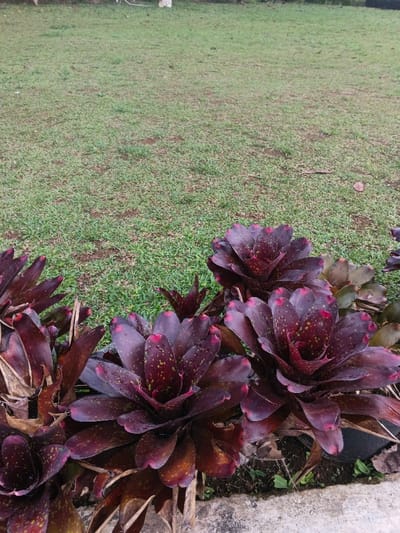 The image displays an outdoor scene in Sinop, Brazil, primarily featuring a collection of dark purplish-red bromeliad plants in the lower foreground. Multiple individual bromeliads, characterized by robust, tightly clustered rosettes of broad leaves, dominate this section. The leaves exhibit distinct small, irregular yellow-green spots, with some leaf tips displaying reddish-pink coloration. Minute water droplets are visible on the surfaces of several leaves. At the base of some plants, older, dry, brownish leaves are present. The bromeliads are planted in dark soil, where small green weeds are also visible. A light gray concrete or stone border runs horizontally along the immediate lower edge of the planting area. The upper two-thirds of the image consists of an expansive, uniformly green grassy lawn, which appears to be mown and generally maintained, though some areas show slight variations in grass density. No individuals, animals, or explicit actions are discernible within the frame.