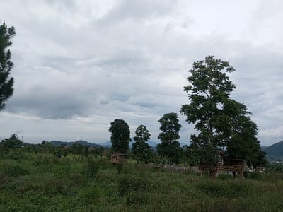 The image presents a rural or semi-rural landscape located near Abbireddygudem, India, under an overcast sky filled with dense grey clouds. The foreground consists of an expanse of lush, green ground vegetation. In the midground, several large, green-leafed trees are prominent. Beneath two of these trees, two elevated wooden structures, appearing as small shelters or platforms, are visible. The background features rolling hills and distant residential structures at their base. No individuals, animals, or specific actions are discernible within the frame.