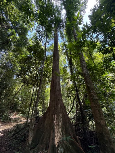 The image depicts a low-angle view of a dense forest, with a massive tree prominently featured in the foreground. The tree has buttress roots that flare out widely at its base. Sunlight filters through the thick canopy of green leaves, illuminating parts of the forest floor and the sky. The environment appears natural and wild, with no immediate signs of human presence or urban development. The location is identified as Ban Din Daeng Nui, Thailand.