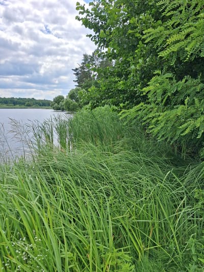The image depicts a serene natural scene at Reutyntsi, Ukraine. The foreground is dominated by lush, tall green grass, some of which appears to be growing along the edge of a body of water. The grass is dense and untamed, with individual blades clearly visible, interspersed with small white flowers.
To the left of the grass, a dense canopy of green leaves from trees overhangs the scene. These leaves are varied in shape and texture, suggesting a mix of tree species. Beyond the grass and the trees, a calm body of water stretches out, reflecting the sky. The water appears still, with subtle ripples suggesting a gentle breeze.
The sky is filled with dramatic, white, and grey clouds, indicating overcast or partly cloudy weather. The lighting suggests it is daytime, possibly late morning or afternoon.
The overall impression is one of a peaceful, natural landscape. There are no visible people or man-made objects, emphasizing the untouched quality of the environment. The setting suggests a rural or natural area, likely a lakeside or riverbank. The scene evokes a sense of tranquility and natural beauty. No text is visible in the image.