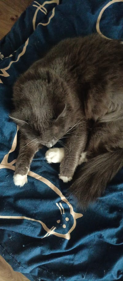 A close-up, top-down shot shows a fluffy, dark gray cat with white paws curled up and sleeping on a dark blue blanket. The blanket has a repeating pattern of stylized white cat faces. The cat's eyes are closed, its head is tucked into its chest, and its paws are resting near its face. The lighting is dim, suggesting the photo was taken indoors. No specific location in Sokol, Russia can be determined from the image alone.