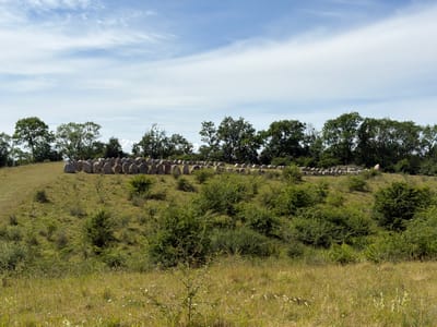 This is a horizontal, medium-shot photograph of a vast megalithic monument, likely a Stone Age burial site, situated on a grassy, undulating hillside in Lejre, Denmark. The monument consists of a long, curved line of large, upright stones, possibly a ship setting or a stone row, partially obscured by overgrowth. The stones are weathered and appear ancient, hinting at a historical or archaeological context.
The scene is set on a bright, sunny day with a partly cloudy sky. Wispy white clouds drift across a pale blue expanse, suggesting a pleasant, temperate atmosphere, likely mid-day or early afternoon. The hillside is covered in lush green grass and various shrubs and small trees, some of which have grown up around and partially between the stones, indicating the passage of time and the natural reclamation of the site. In the foreground, the grass is taller and sparser, with a few small white wildflowers scattered throughout.
The overall impression is one of natural beauty intertwined with ancient history. The gentle slopes, vibrant greenery, and expansive sky create a serene and somewhat wild landscape. There are no people visible in the image, allowing the focus to remain entirely on the monumental stones and their natural surroundings. The photograph does not contain any visible text.