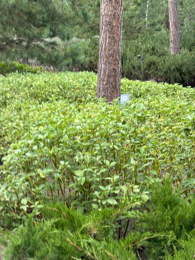 The image shows a dense, low-lying bed of green plants with visible stems and leaves, suggesting a garden or landscaped area. In the foreground, a thick, textured tree trunk stands prominently to the left of center. Behind this, a smaller, lighter-colored rectangular object is partially visible amongst the foliage. The background consists of a dense evergreen forest with tall trees, and a faint hint of a pathway or clearing with a single light fixture is discernible in the mid-ground. The scene appears to be outdoors, likely in a natural or semi-natural setting. The overall impression is one of lush greenery and natural elements. The specific location in Озерное (майминский), Russia, is not explicitly depicted in the visual elements of the image itself, but the prompt requests this context be assumed.