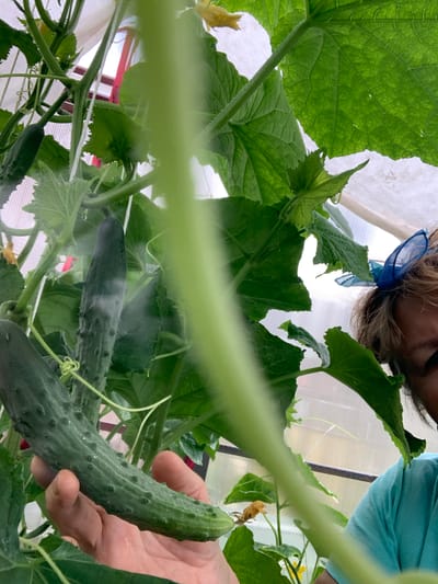 In a greenhouse setting, a person's hand is holding a ripe cucumber, which is part of a plant with large green leaves and vines. The cucumber is dark green and covered in small bumps. The background shows more of the cucumber plant, the greenhouse structure, and a portion of a person's face with a blue hair accessory. The lighting suggests it is daytime.