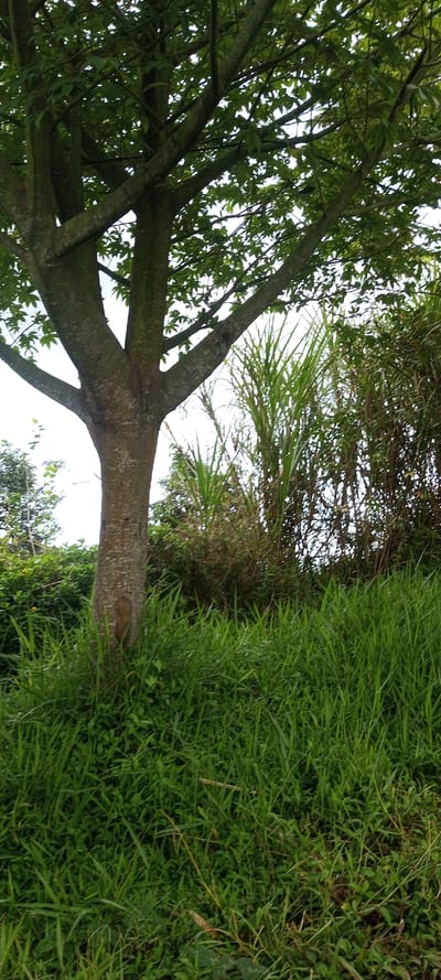 This image captures a vibrant natural scene in Mayawso, Sierra Leone, dominated by lush green vegetation under a bright, likely overcast or partially cloudy, daytime sky. In the left-center foreground, a large tree with a thick, multi-branched trunk stands prominently. Its bark is a mottled greyish-brown, and its numerous branches extend upwards and outwards, supporting a dense canopy of green leaves that partially obscure the sky.
Behind the main tree and extending to the right of the frame, there is a thick growth of tall, slender, grass-like plants, possibly sugarcane or a similar species, contributing to the rich green landscape. The ground in the foreground and around the base of the tree is covered with a dense layer of diverse green grasses and smaller leafy plants. No people or human activity are visible, depicting an undisturbed natural environment. The light is diffused, suggesting it is daytime, possibly late morning or early afternoon. There is no visible text in the image.