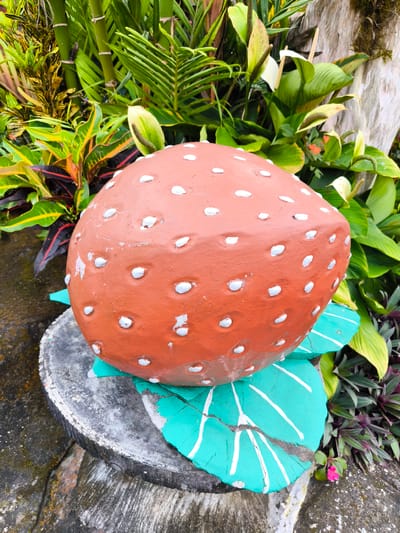 A large, decorative strawberry sculpture sits atop a weathered, circular base resembling a tree stump. The strawberry is reddish-brown with white dots, suggesting seeds. The base includes stylized, painted green leaves with white veins. The setting is outdoors, surrounded by lush tropical foliage that includes various plants with green and yellow leaves, as well as white flowers. The sculpture appears to be in Candikuning, Indonesia, as indicated by the local flora and style of garden art.