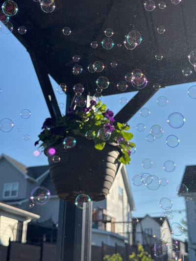 The image captures a close-up view of numerous iridescent soap bubbles floating against a bright blue sky. In the foreground, a dark hanging planter filled with green foliage and purple flowers is visible, suspended from a dark, angular structure. The bubbles, varying in size and transparency, reflect the sunlight and the surrounding environment, displaying a spectrum of colors. In the background, blurred residential buildings with light-colored siding and dark roofs are discernible. The overall scene suggests an outdoor setting, possibly a backyard or a porch, with a clear, sunny day. The location is Dieppe, Canada.