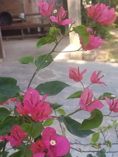The image depicts a vibrant bougainvillea plant in Blangcot Tunong, Indonesia. The bougainvillea has bright pink bracts (modified leaves that surround the actual flower) and green leaves. The plant is positioned in front of a gray wall or surface. There are some structures with a reddish hue in the background. The light seems natural, suggesting an outdoor setting.