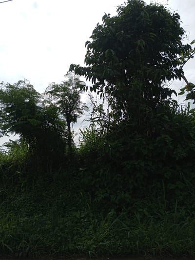 The scene, located in Kandenuwara, Sri Lanka, displays a dense natural environment under an overcast, light grey sky. The frame is filled predominantly with varied green vegetation. A large, heavily foliated tree covered in vines stands prominently on the right. To the left, several smaller trees or large bushes exhibit lighter, feathery foliage. The lower and middle grounds are characterized by an abundant growth of dark green underbrush, including tall grasses and broad-leafed plants. No individuals, artificial objects, or specific actions are identifiable within the image.