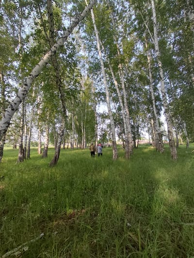 The image depicts a serene natural scene in Novosyolovo, Russia. The foreground is dominated by a dense arrangement of birch trees, their distinctive white bark with black markings creating a striking visual pattern. The trees are lush with green foliage, suggesting it is springtime or summer. Sunlight filters through the leaves, casting dappled shadows on the ground.

To the right of the trees is a vibrant green meadow, also bathed in sunlight. The grass is tall and appears somewhat wild, adding to the natural feel of the setting.

In the middle ground, two people are visible, standing in the meadow. One person is wearing a plaid shirt, and the other is wearing a dark top. They appear to be casually interacting or observing the surroundings. Their presence adds a human element to the otherwise untouched natural landscape.

In the background, more birch trees are visible, forming a continuous line that recedes into the distance. Beyond the trees, there are hints of structures, possibly buildings or fences, which might indicate the proximity of a village or park.

The time of day appears to be late afternoon or early evening, judging by the warm quality of the light and the long shadows cast by the trees. The weather seems pleasant, with clear skies, allowing for the bright and cheerful atmosphere of the scene. There is no visible text in the image. The overall impression is one of tranquility and natural beauty.