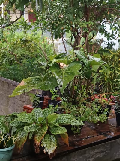 This image depicts a visibly wet outdoor garden scene in Limbangan Sari, Indonesia. In the foreground, a light green pot contains a variegated Sansevieria plant. To the right, a dark pot holds a plant with large, textured green leaves exhibiting patterned light and dark areas, with some browning on the edges; this plant rests on a dark, wet wooden surface. Centrally, a larger plant with glossy, dark green, heart-shaped leaves and multiple prominent dark spadix structures is visible. Smaller trailing green plants in black pots are positioned to its right. Behind the foreground plants, black plastic nursery bags and reddish-brown objects resembling bricks are discernible. A gray concrete wall runs along the left side. The background consists of dense green foliage and trees, partially obscuring a light-colored building with a visible red door, indicating a lush, moist environment.
