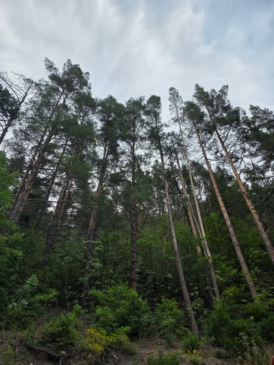 The image shows a forest scene with tall pine trees, their trunks reaching towards a cloudy sky. The trees are densely packed, with lush green foliage visible between the trunks. Some of the trees appear to be older and thicker, while others are younger and more slender. The ground is covered in undergrowth, with some areas appearing dry and rocky. In the background, there is a patch of yellow wildflowers, adding a touch of color to the predominantly green and brown landscape. The sky is overcast, suggesting a cloudy or possibly rainy day. The image appears to have been taken from a low angle, looking up at the canopy of the trees. There is no visible text in the image. The overall impression is one of a natural, untamed forest environment, possibly in a rural or mountainous region given the location context.
