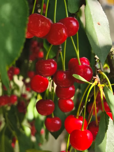 A close-up, vertical shot captures a cluster of ripe, red cherries hanging from a branch against a backdrop of blurred green leaves and foliage. The cherries are plump and glossy, with some showing slight variations in shape and color. Sunlight filters through the leaves, creating highlights and shadows on the fruit. The overall impression is one of natural abundance and freshness, suggesting a scene from an orchard or garden. The image is devoid of any human presence or man-made structures. It is impossible to determine the specific location within Жыровіцкі сельскі Савет, Belarus based solely on this image.