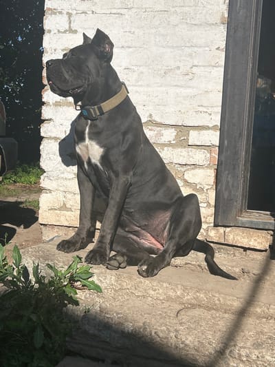 A dark-colored Cane Corso dog sits on a concrete step in front of a white brick wall. The dog is wearing a tan collar with a blue attachment. Sunlight casts a shadow of the dog on the wall behind it. To the left of the dog, green foliage is visible. To the right, a dark doorway or window frame is present. The scene appears to be outdoors, possibly in a yard or alleyway. The location is identified as Malyi Trostianets, Ukraine.