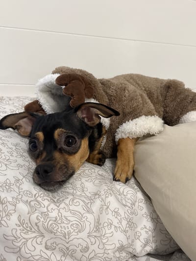 A small black and tan dog in a brown reindeer costume lies upside down on a patterned bedspread. The costume has white trim and attached brown antlers. The dog's head is tilted, and it looks directly at the camera with bright eyes. A cream-colored pillow rests near the dog's back. The background shows a white wall. The dog appears comfortable and relaxed.