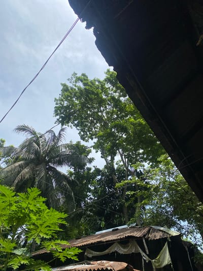 The image, taken from a low angle, depicts a view upward into a sky with scattered clouds, partially obscured by foliage and the overhang of a structure. A coconut palm is visible, along with other leafy trees, some identified as papaya plants by their distinctive foliage. The upper portion of the frame is dominated by the dark, corrugated overhang of a building. A few stray wires are visible against the sky. The location is indicated to be in Hizla, Bangladesh, though no features definitively place the scene there. No people are visible in the frame. The general impression is one of a tropical or subtropical environment with modest structures and abundant vegetation.