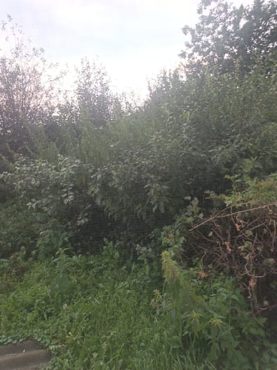 The image depicts a dense thicket of trees and vegetation, with the sky visible through gaps in the foliage. The foliage is predominantly green, with varying shades and textures indicating different types of plants, including trees with larger leaves and denser undergrowth. The foreground consists of a grassy area with scattered plants and what appears to be a dark, possibly concrete or stone, edge along the bottom left. The overall impression is a natural, untamed environment. The image does not contain any people, animals, or human-made structures that would suggest a specific location within the city of Суерка, Russia.