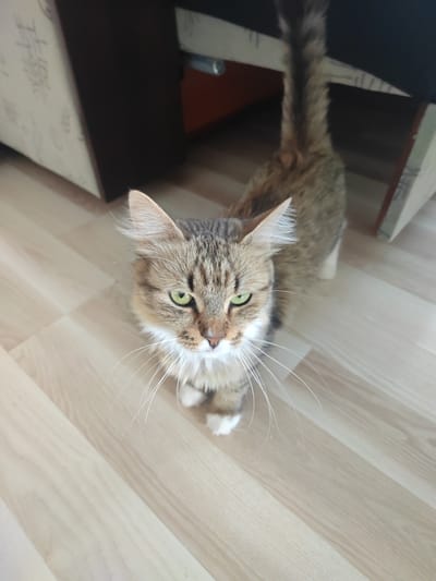 A medium-haired tabby cat with green eyes and white paws sits on a light-colored wooden floor. The cat is looking directly at the camera, with its tail raised and bushy. The background is blurred, but appears to be an indoor setting with furniture.