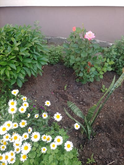 This image depicts a flowerbed located in Myrhorod, Ukraine, adjacent to a building. The flowerbed contains a variety of plants, including a large bush with dark green leaves on the left, a rose bush with pink roses and buds in the center, and a patch of daisies with white petals and yellow centers in the foreground. To the right, a snake plant with striped green leaves is planted in the soil. The background shows a textured, taupe-colored wall of the building, with a gray concrete strip running along its base. The ground is dark soil with some small stones and dry leaves scattered on it. There are no people or animals visible in the image.