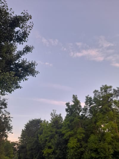 An outdoor, eye-level, medium shot captures a natural scene at dusk or dawn in Kliushnykivka, Ukraine. The upper portion of the image is dominated by a soft, pale blue sky with wispy clouds tinged with pink. The lower half is filled with a dense canopy of lush green trees. A large tree with dark green leaves occupies the upper left quadrant, its branches extending into the sky. The other trees, varying in shades of green, form a textured line across the bottom of the frame, suggesting a forest or a densely wooded area. The lighting indicates a low-sun condition, creating a tranquil atmosphere. There are no people or man-made objects visible in the scene.