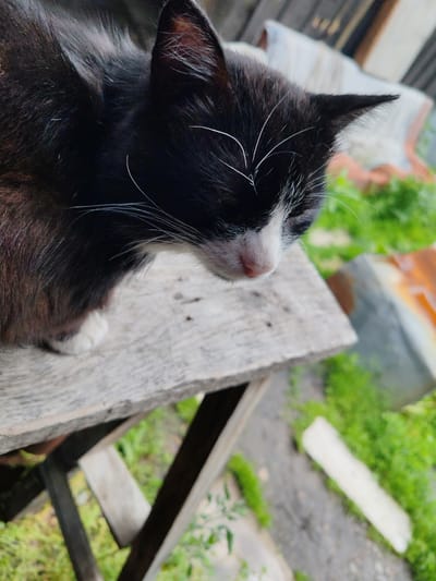 A black and white kitten is perched on a weathered wooden surface outdoors. The kitten is facing to the right, with its head tilted downwards. Its fur is predominantly black, with white markings on its face and chest, and a white paw is visible. The background is blurred and shows greenery, wooden structures, and some metallic objects, suggesting an outdoor, possibly rural or neglected, environment. The image was taken in the city of Kashino, Russia.