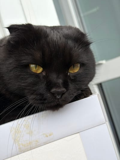 A black cat is peeking over a white surface, its head tilted at an angle. The cat has striking yellow-green eyes with black pupils and long, white whiskers. Its fur appears thick and dark, with some lighter-colored hairs visible on its head and along the edges of its face. The cat's nose is small and dark. It is positioned close to the camera, filling most of the frame.

The white surface appears to be a corner or edge of a structure, possibly a windowsill or a piece of furniture. It has some faint yellowing or staining in areas, suggesting it might be outdoors or in a location exposed to the elements. The background behind the cat is blurred, showing a muted gray and white pattern that could be a window or a wall.

The lighting suggests it might be daytime, with natural light illuminating the scene from the side. There are no explicit clues about the time of day or weather conditions, but the soft lighting does not indicate harsh sunlight. The overall mood is one of curiosity, as the cat seems to be observing something just out of frame. The image is a close-up, emphasizing the cat's features and its interaction with the environment. There is no visible text in the image.